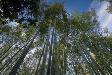 Fotografia zatytułowany „Japon - Kyoto Arash…” autorstwa Franck Sanz, Oryginalna praca, Fotografia cyfrowa