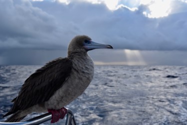 Fotografie getiteld "compagnon de voyage" door François Carage, Origineel Kunstwerk, Niet gemanipuleerde fotografie