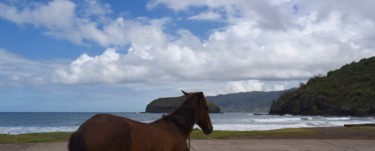 Photographie intitulée "cheval sur la plage" par François Carage, Œuvre d'art originale