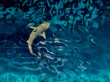 Photographie intitulée "requin gris" par François Carage, Œuvre d'art originale