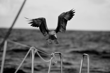 Photographie intitulée "Aterrissage" par François Carage, Œuvre d'art originale