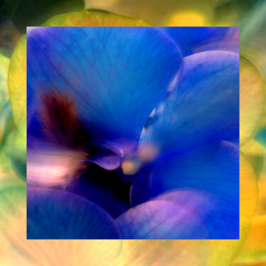 Fotografia intitulada "Blaues Orchideen Wu…" por Frank Wichmann, Obras de arte originais, Fotografia digital
