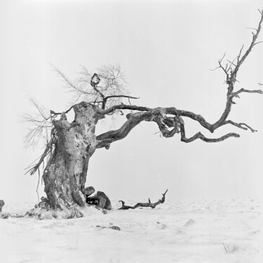 Fotografia zatytułowany „Wintertrees, Study…” autorstwa Franz Hümpfner, Oryginalna praca, Fotografia filmowa