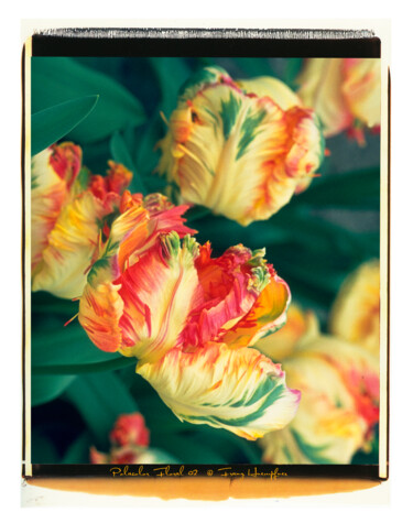 「Polacolor Floral 02」というタイトルの写真撮影 Franz Hümpfnerによって, オリジナルのアートワーク, アナログ写真