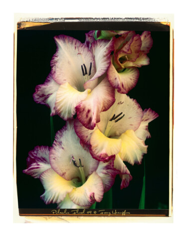 「Polacolor Floral 09」というタイトルの写真撮影 Franz Hümpfnerによって, オリジナルのアートワーク, アナログ写真