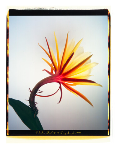 Фотография под названием "Polacolor floral 15" - Franz Hümpfner, Подлинное произведение искусства, Пленочная фотография