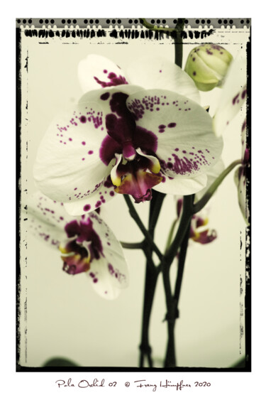 Fotografie getiteld "Pola Orchid 02" door Franz Hümpfner, Origineel Kunstwerk, Digitale fotografie