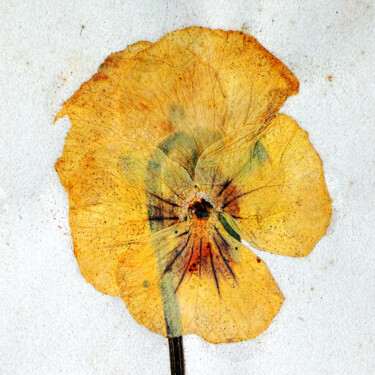 Photography titled "Herbarium # 3" by Franz Hümpfner, Original Artwork, Non Manipulated Photography
