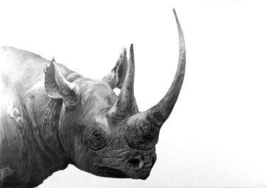 Dessin intitulée "Black Rhino 3 - qui…" par Franzart, Œuvre d'art originale, Crayon