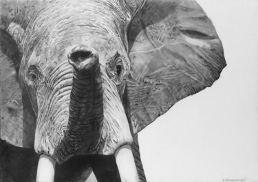 Dessin intitulée "elephant mad male -…" par Franzart, Œuvre d'art originale, Crayon