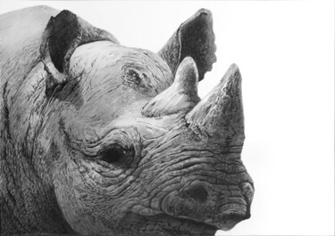 Dessin intitulée "Rhino 5 - White Rhi…" par Franzart, Œuvre d'art originale, Crayon