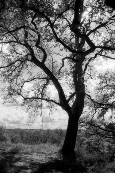 Photography titled "L'arbre en noir" by Frédéric Duchesnay, Original Artwork, Analog photography