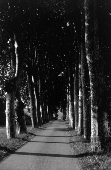 Photography titled "Platanes alley" by Frédéric Duchesnay, Original Artwork, Analog photography