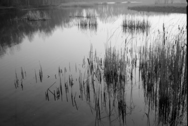 Photography titled "Les joncs." by Frédéric Duchesnay, Original Artwork, Analog photography