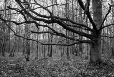 "Branches" başlıklı Fotoğraf Frédéric Duchesnay tarafından, Orijinal sanat, Analog Fotoğrafçılık