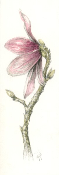 图画 标题为“Magnolia” 由Frédérique Poisson, 原创艺术品, 水彩