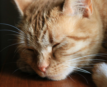 Photographie intitulée "Quand dort le chat…" par Gabriel Cotelle, Œuvre d'art originale, Photographie numérique