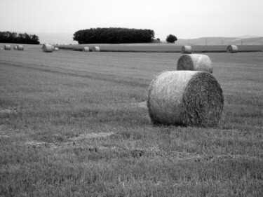 Photographie intitulée "la cueillette de ch…" par Gabriel Cotelle, Œuvre d'art originale, Photographie numérique