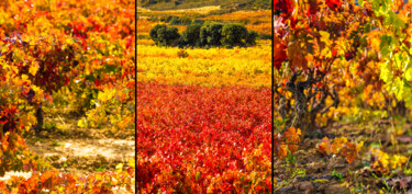 Photography titled "AUTUMN TRIPTYCH 003…" by Gabriel Caneda, Original Artwork, Digital Photography Mounted on Aluminium
