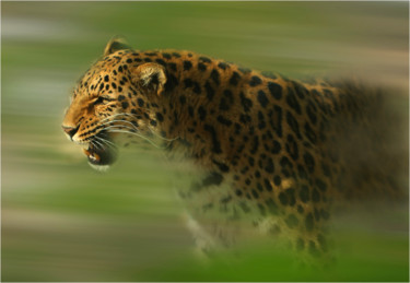 "Leopard" başlıklı Dijital Sanat Gai Yu tarafından, Orijinal sanat, Dijital Fotoğrafçılık