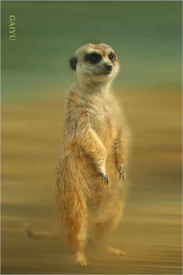 Photographie intitulée "Mongoose" par Gai Yu, Œuvre d'art originale, Photographie numérique