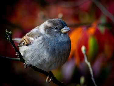 Φωτογραφία με τίτλο "Sparrow Beauty" από Gareth P Jones, Αυθεντικά έργα τέχνης, Ψηφιακή φωτογραφία