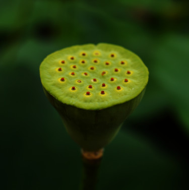 Photographie intitulée "Lotus" par Christophe Jeanjean, Œuvre d'art originale, Photographie numérique