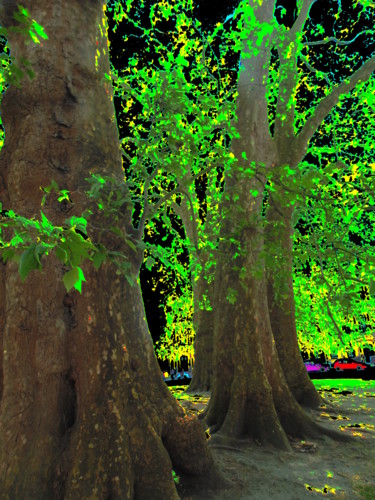 "Tree Trunks" başlıklı Fotoğraf Gerald Shepherd F.F.P.S. tarafından, Orijinal sanat, Dijital Fotoğrafçılık