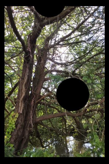 Arte digital titulada "Black Spot In A Tree" por Gerald Shepherd F.F.P.S., Obra de arte original, Trabajo Digital 2D