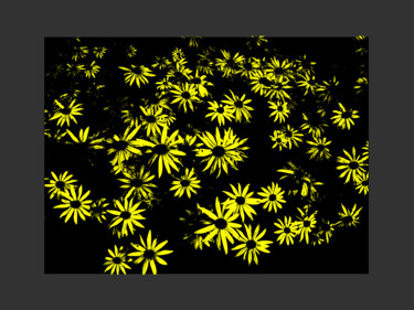 Digital Arts titled "Yellow Daisy Study" by Gerald Shepherd F.F.P.S., Original Artwork, 2D Digital Work