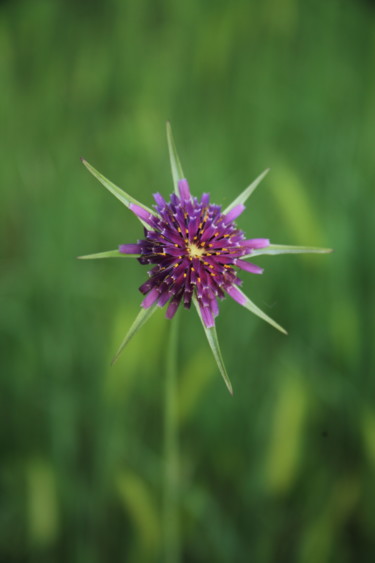 Fotografia intitolato "fleur sauvage" da Gerard Jeanjean, Opera d'arte originale