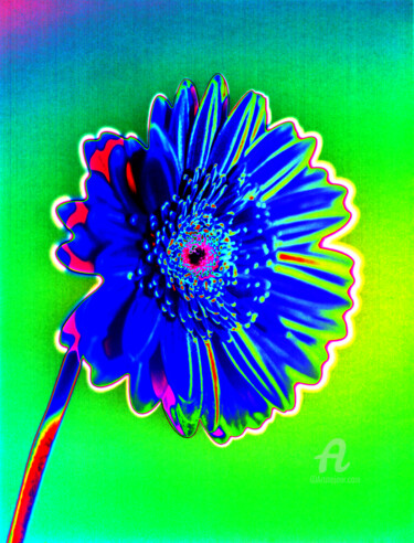 Photography titled "MacGerbera7" by Gerhard Bumann, Original Artwork, Manipulated Photography