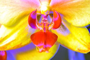 Fotografie mit dem Titel "Bum_Orchidee78" von Gerhard Bumann, Original-Kunstwerk, Manipulierte Fotografie