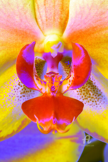 Fotografie mit dem Titel "Bum_Orchidee83" von Gerhard Bumann, Original-Kunstwerk, Manipulierte Fotografie