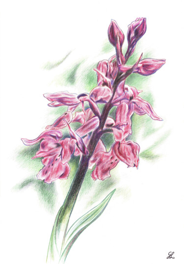 Rysunek zatytułowany „Orchis mâle” autorstwa Ghislaine Letourneur, Oryginalna praca, Ołówek