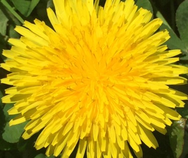 Fotografia zatytułowany „Dandelion” autorstwa Giart, Oryginalna praca, Fotografia cyfrowa