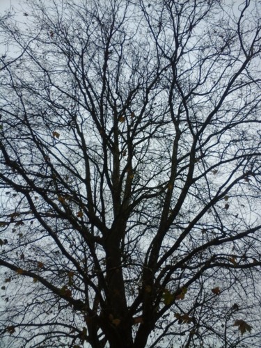 摄影 标题为“Winter tree” 由Giart, 原创艺术品, 数码摄影
