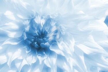 摄影 标题为“Cœur de dahlia bleu” 由Gilles Larbi, 原创艺术品, 数码摄影