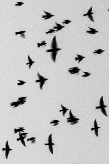 Photographie intitulée "swallows" par Gilliard Bressan, Œuvre d'art originale, Photographie numérique