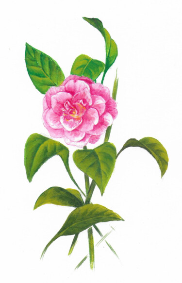 camellia ➽ 297 Art for sale | Artmajeur