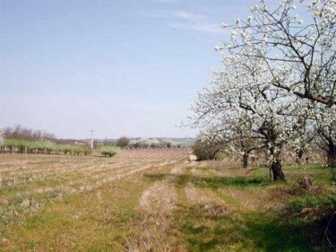 Photographie intitulée "plateau de Glay" par Giuliano Bianchetti, Œuvre d'art originale