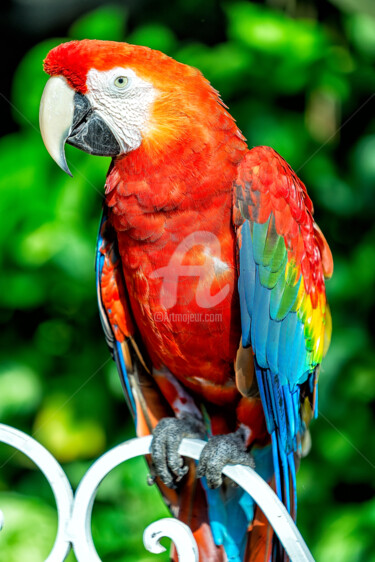 Photography titled "Red Macaw" by Glauco Meneghelli, Original Artwork, Digital Photography