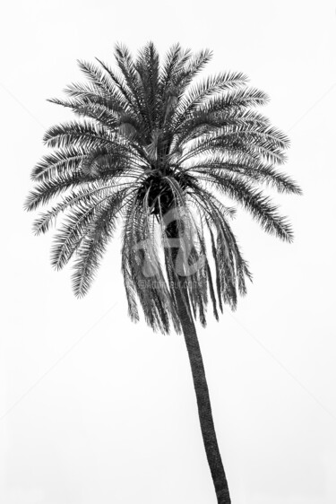 Fotografia zatytułowany „Palm Tree” autorstwa Glauco Meneghelli, Oryginalna praca, Fotografia cyfrowa
