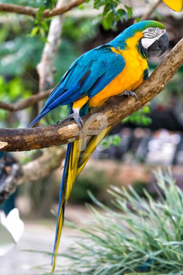 "Blue Parrot" başlıklı Fotoğraf Glauco Meneghelli tarafından, Orijinal sanat, Dijital Fotoğrafçılık
