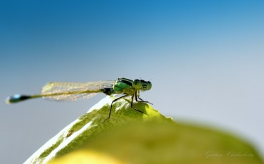 Photography titled "Beautiful Creatures!" by Goutam Chakraborty, Original Artwork