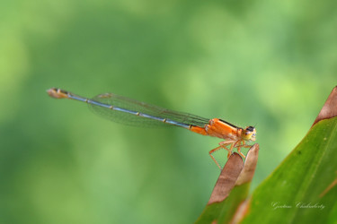 Photography titled "Beautiful Creature!" by Goutam Chakraborty, Original Artwork