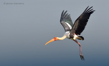 제목이 "Flight of Joy!"인 사진 Goutam Chakraborty로, 원작, 디지털