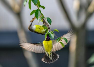Photography titled "Sunbird Couple Maki…" by Goutam Chakraborty, Original Artwork, Digital Photography