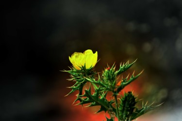 Фотография под названием "Wild Flower-II" - Goutam Chakraborty, Подлинное произведение искусства