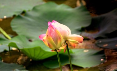 Photography titled "Lotus Pond!" by Goutam Chakraborty, Original Artwork